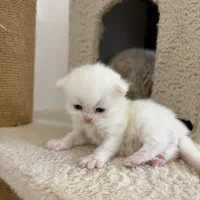 بچه گربه بریتیش ناز و آروم|گربه|تهران, نیاوران|دیوار