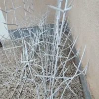 شاخ گوزنی|عمده‌فروشی|شوسف, |دیوار