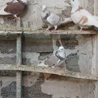 فروش کبوتر
