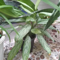 گل آگولنما و قلمه گل ذرتی