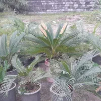 گل و گیاه بیرونی‌شمشادیوکاسیکاس
