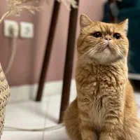 غذا حمایتی گربه سگ (پت شاپ احسان)