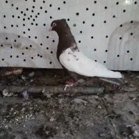 کفتر سینه قهوه ی