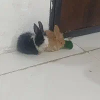 بچه خرگوش