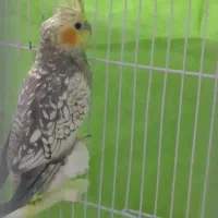 عروس هلندی نر