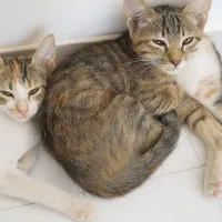 واگذاری رایگان گربه|گربه|فسا, |دیوار