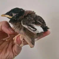 جوجه مرغ مینا