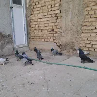 کبوتر پر روزگاری|پرنده|لاران, |دیوار