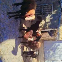 سه عدد میش و بره|حیوانات مزرعه|بروجرد, |دیوار