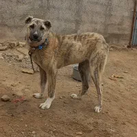 توله افغان کودم