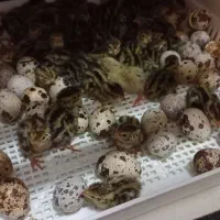 دستگاه جوجه کشی تمام اتوماتیک|لوازم جانبی حیوانات|شیراز, سرو|دیوار