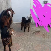 یک عدد بز و2عددبزغاله ماده 2قلو زا|حیوانات مزرعه|روانسر, |دیوار