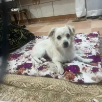 سگ پامر اشپیتز