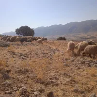 گوسفند وبره