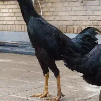 مرغ و خروس لاری