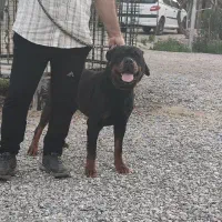 سگ روتوایلر