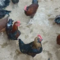 خروس رسمی محلی|حیوانات مزرعه|قم, صفائیه|دیوار