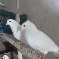 ۵ تا کبوتر پرشی ۵ ساعت ب بالا