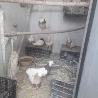 کبوترتوقی وکوهی|پرنده|رزن, |دیوار