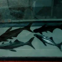 ماهی پنگوسی گیاهخوار خانگی