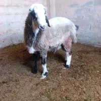بره
