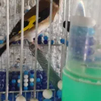 سهره 2ساله|پرنده|اصفهان, بوستان ناژوان|دیوار