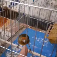 فروش‌سهرقناری‌