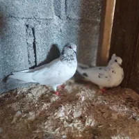 انواع کبوتر ،پشتکی .کاکل.مسافتی با جوجه ۳ماهه