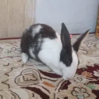 خرگوش