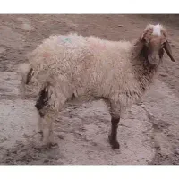 گوسفند بره دجیجه ماده