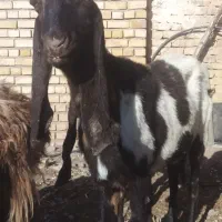 بزپاکستانی ابستن|حیوانات مزرعه|تربت‌حیدریه, پائین ولایت|دیوار