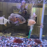 ماهی آکواریوم آب شیرین