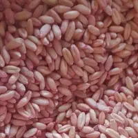 گندم بذری هشترود