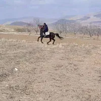 مادیون کرد|اسب و تجهیزات اسب‌سواری|نهاوند, |دیوار