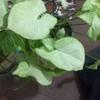 گل خانگی با رشد قیمت مناسب