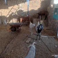 تعدادی بز وکره ویک عدد چپش الپایین|حیوانات مزرعه|میبد, |دیوار