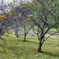 چوب|عمدهفروشی|اردبیل, |دیوار