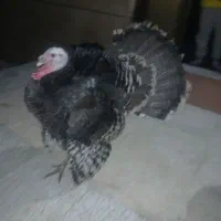 2 تا بوقلمون نر و 1 ماده جوانه