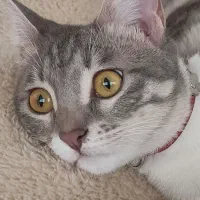 گربه گمشده