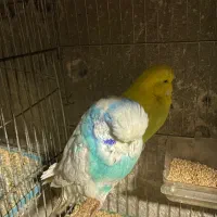 ی جفت مرغ عشق انگلیسی مولد گرید a