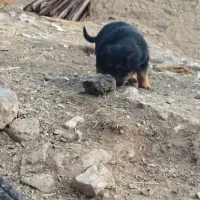 توله میکس ژرمن|سگ|کرمانشاه, |دیوار