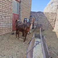 بز پاکستانی ابستن