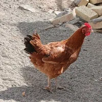 مرغ وخروس|حیوانات مزرعه|سنقر, |دیوار