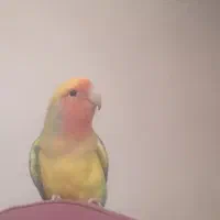 یک جفت طوطی کوتوله برزیلی دستی سخنگو کارداده|پرنده|تهران, سلیمانی|دیوار