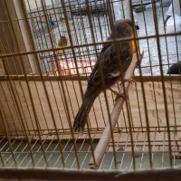 قناری ماده آماده|پرنده|قرچک, زیبا شهر|دیوار