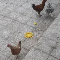 فروش مرغ و نوچه و جوجه گلین اصلی