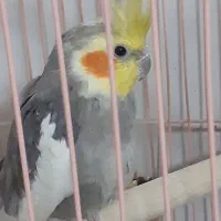 جفت عروس هلندی