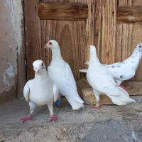 فروش کبوتر پلاکی ( سفید، سبز و زیل )