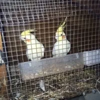 عروس هلندی|پرنده|سیب و سوران, |دیوار