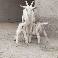 بز و بزغاله